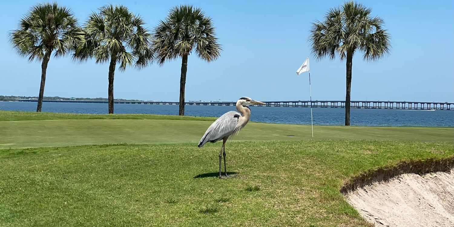 Cove Cay Golf Club